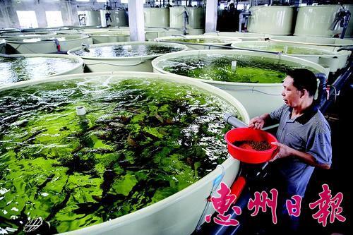 惠州企业研发工厂化循环水系统，攻克深海鱼内陆养殖难题