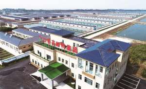 高邮鸭养殖(扬州唯一高邮鸭集团成省现代农业全产业链标准化基地)