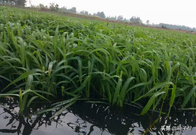 水产养殖，种草是关键，鱼、虾、蟹爱吃的小米草，是怎么种植的？