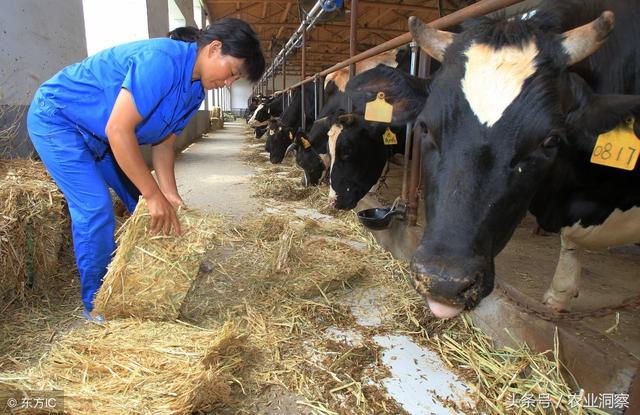 重庆的农妇养殖肉牛，总结出一套生意经！每年纯收入到达20万元！