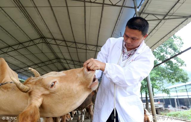 重庆的农妇养殖肉牛，总结出一套生意经！每年纯收入到达20万元！