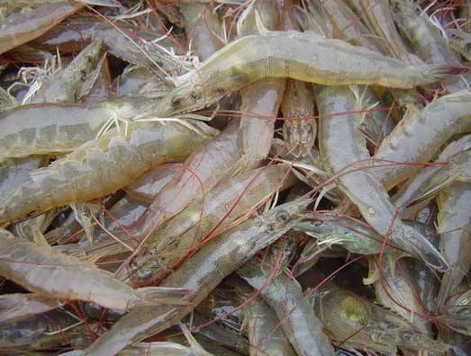 南美白对虾高效养殖技术，及生态习性，这样养殖出来的肥美又健康