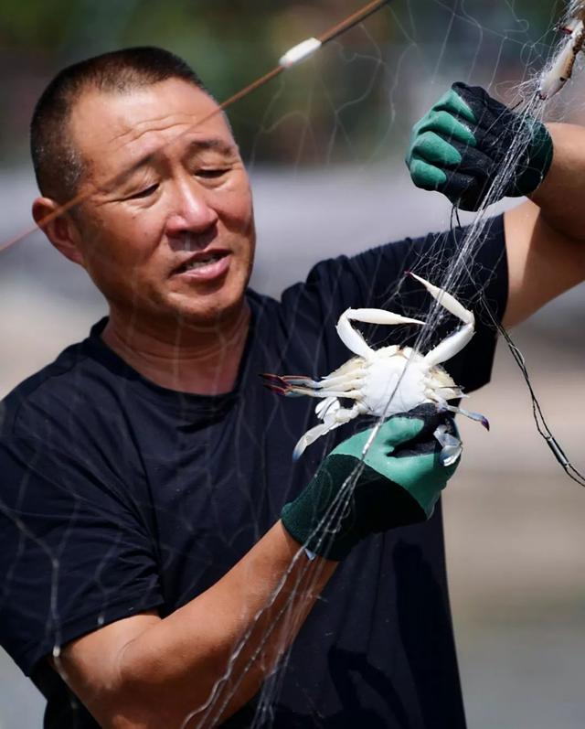 探秘青岛最大梭蟹“牧场”！想不到，梭子蟹是这么养大的……