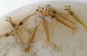 海水白虾的养殖技术(南美白对虾高效养殖技术，及生态习性，这样养殖出来的肥美又健康)