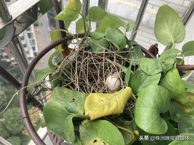 他家阳台来了特殊“房客”？一对斑鸠筑爱巢还产下蛋
