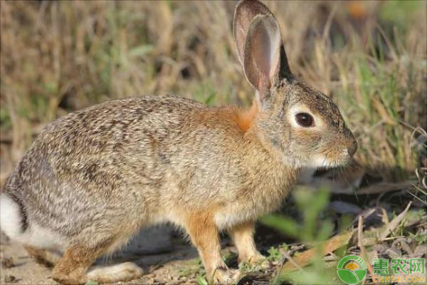 野兔有哪些育肥技巧？如何给兔子人工配种？