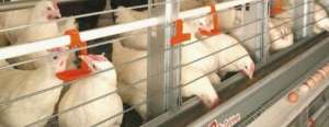 蛋鸡的养殖成本(养殖蛋鸡的利润和风险（附成本分析）)