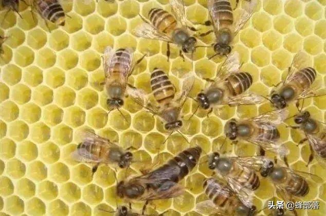 有1脾蜂2只蜂王，如何让蜜蜂越冬，养蜂人告诉你方法