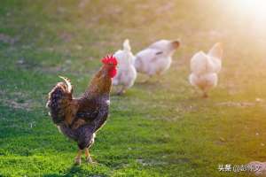养殖业账务(“公司+农户”模式养殖蛋鸡如何进行会计账务处理？)
