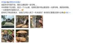广州陆龟养殖(陆龟？广州一小山上乌龟乱爬，路过的钓鱼人：捡了好多)