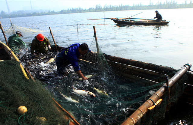 象山养鱼人技巧养殖大黄鱼，销售额高达上千万，震惊村里一众渔民