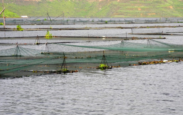 水库养鱼，掌握好科学合理的养殖方式，提高经济效益
