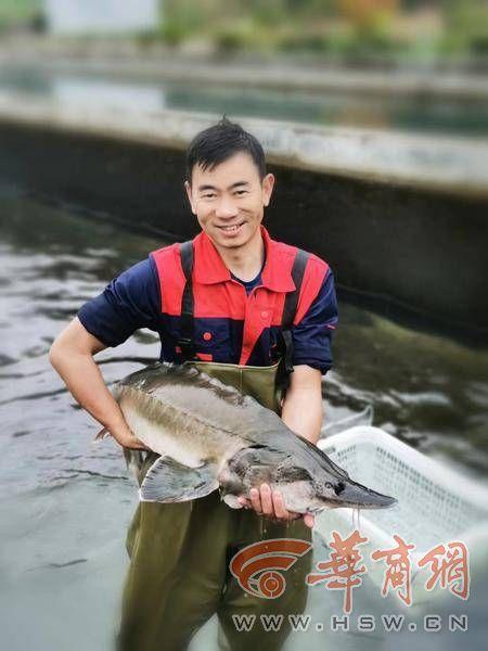 陕西首家出境水生动物养殖场获批 秦岭冷水鱼将远销海外