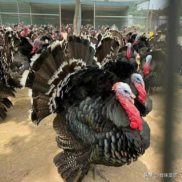 火鸡在国外很火，为什么中国人却不爱吃，几个原因太现实，涨知识