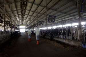 雀巢奶牛养殖培训中心(探访雀巢奶牛养殖培训中心：正在研究减少牛屁碳排放)
