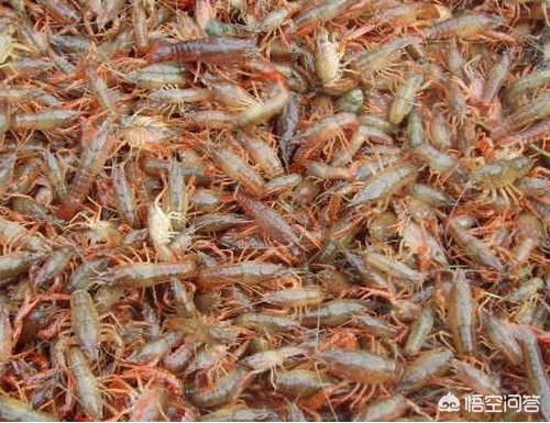 解密小龙虾养殖：小龙虾很难养殖吗？需要什么样的养殖技术呢？
