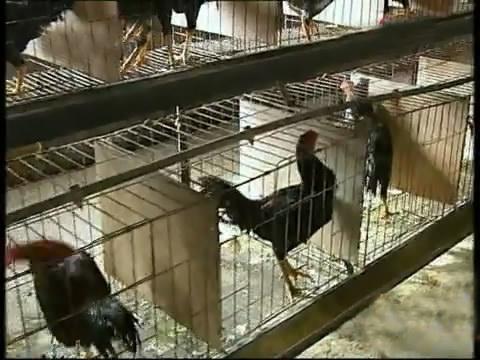 斗鸡的养殖技术