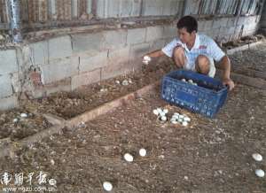 海鸭养殖场(广西海鸭蛋如何发展？“任性”养殖难成气候，有序发展需要“行标”)