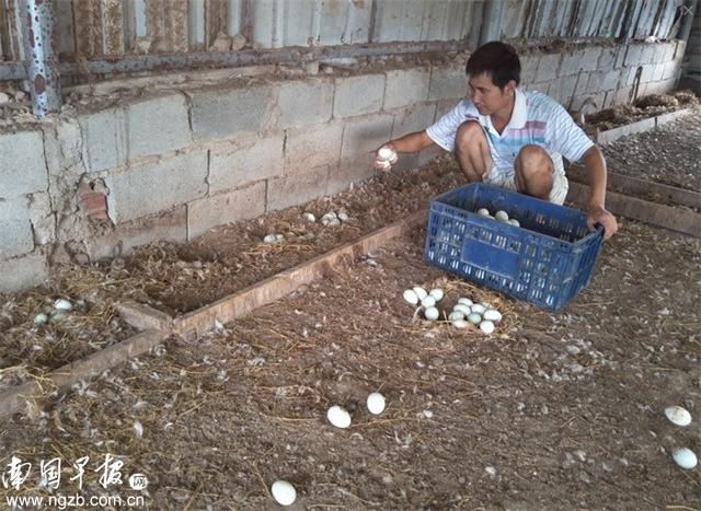 广西海鸭蛋如何发展？“任性”养殖难成气候，有序发展需要“行标”