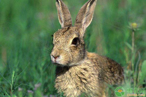 野兔有哪些育肥技巧？如何给兔子人工配种？