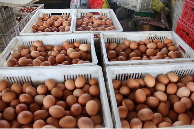 众邦养殖有限公司：培育无抗鸡蛋，推动绿色农业发展