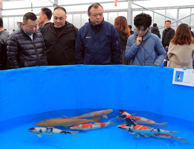 国内规模最大锦鲤养殖基地在上海松江泖港建成