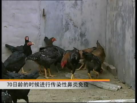 斗鸡的养殖技术