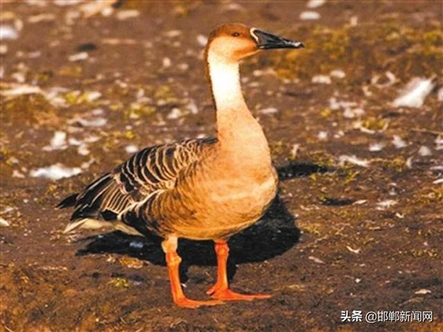 邯郸市陆生野生动物分布及人工驯养概况
