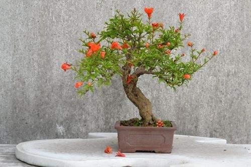 盆栽石榴，6个养护重点，开满红花挂红果，变身老桩美“盆景”