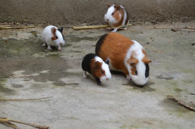 山东茌平：尚存合养殖的“荷兰猪”颇受市场欢迎---刘加明