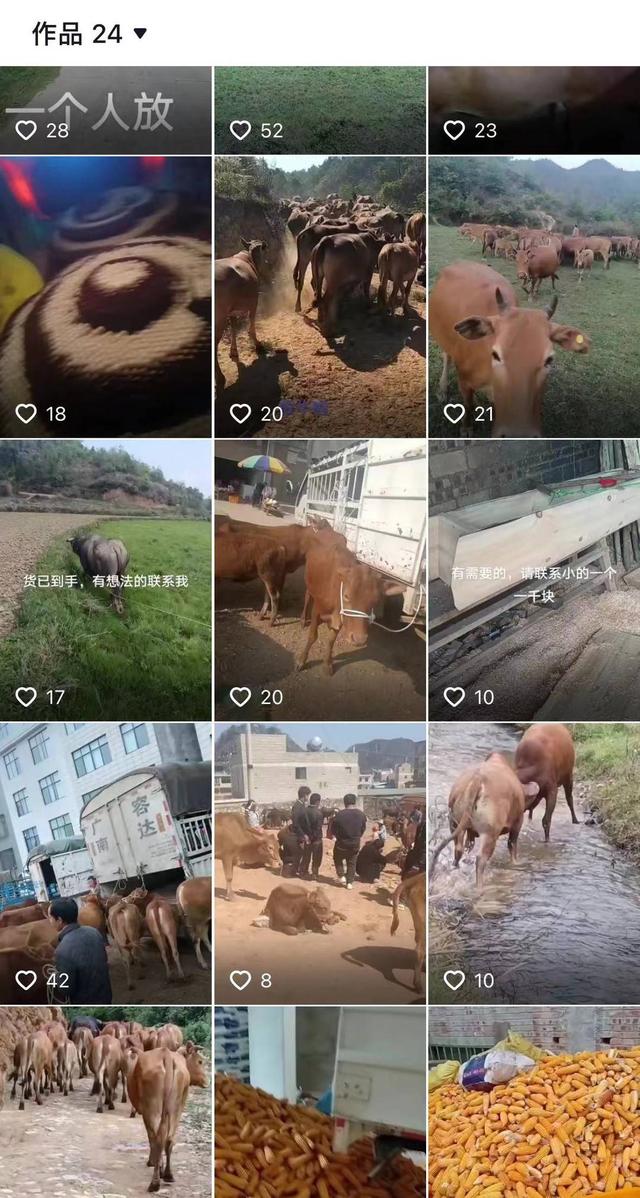 云南一养殖场20多头牛集体死亡：场主怀疑他人投毒， 警方已介入