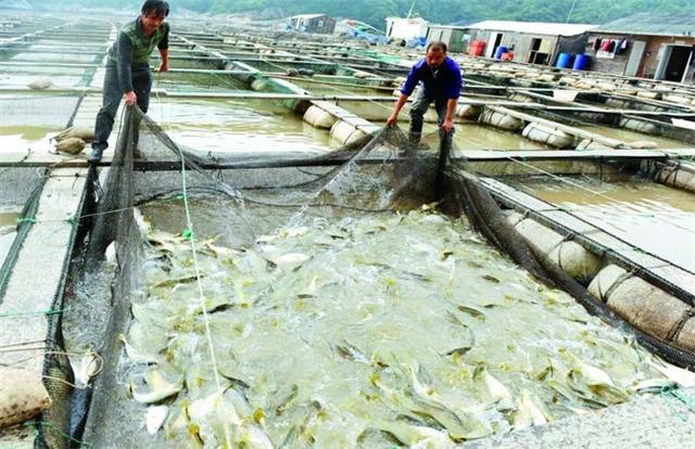 象山养鱼人技巧养殖大黄鱼，销售额高达上千万，震惊村里一众渔民