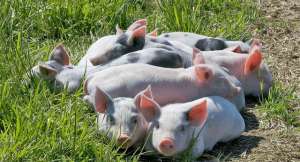吃草的猪养殖技术(猪