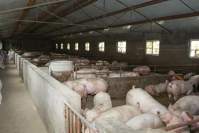 猪场多少头猪算规模猪场？养猪场引进猪要注意什么？