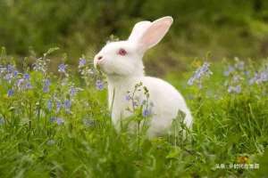 养殖兔子投资多少钱(兔子养殖：未来前景与盈利机会探究)