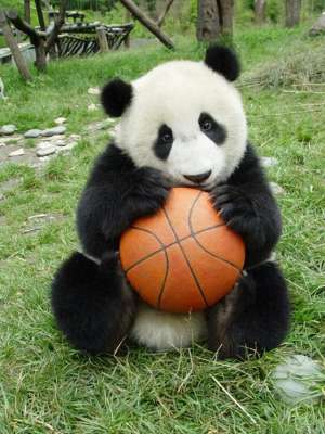 大熊猫 养殖基地(盘点国宝大熊猫都在哪些动物园？他们过得怎么样？)
