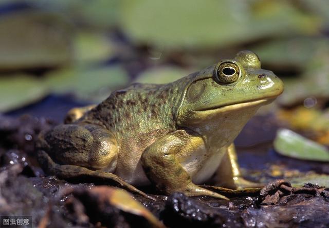 虎纹蛙养殖转为牛蛙养殖，需要注意这3个方面的问题，提高成功率