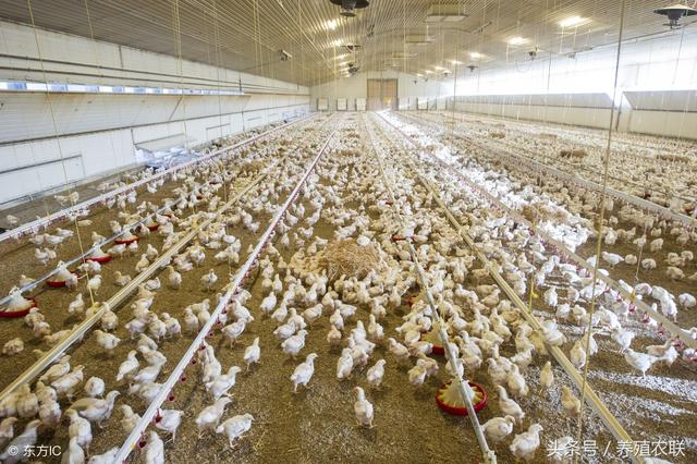 肉鸡场养殖经验分享，肉鸡养殖管理要严谨