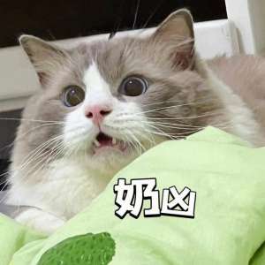 上海宠物养殖场(上海这里养了600只猫，被称“猫猫天堂”太治愈了→)