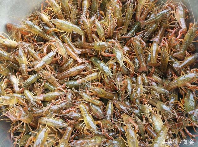 最受吃货喜欢的食物，如果用淡水养殖龙虾要怎么做？