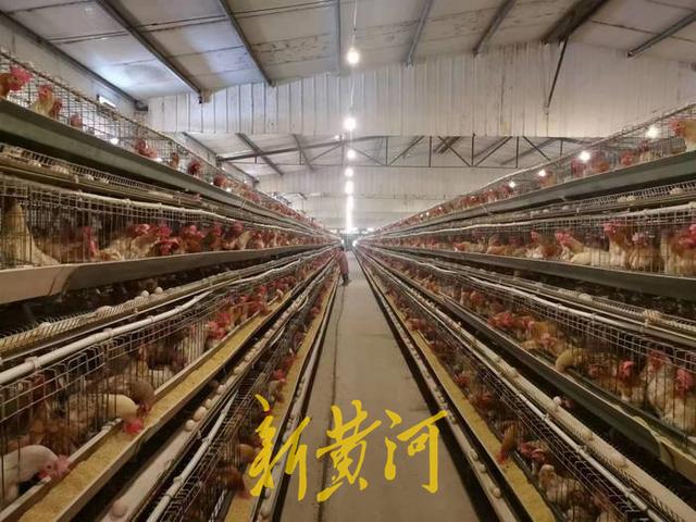 济南有名“鸡管家”，打眼一看就知道鸡是单眼皮还是双眼皮，管理87万只鸡年收入近亿元