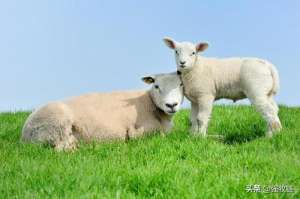 多胎羊养殖技术(羊多胎高产的方法有哪些？这5点很重要)