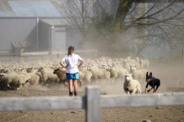 地震？包头养殖场羊群圈内转圈，连续几天 网友：不是啥好事