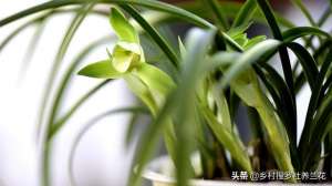 阳台蕙兰的养殖方法(阳台养兰花能否开花，最怕的不是烂根、腐苗，而是控水时间的把握)
