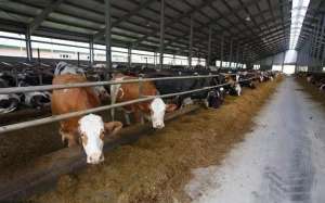养殖成本分析(一年出栏100头肉牛，养殖成本详细数据分析)
