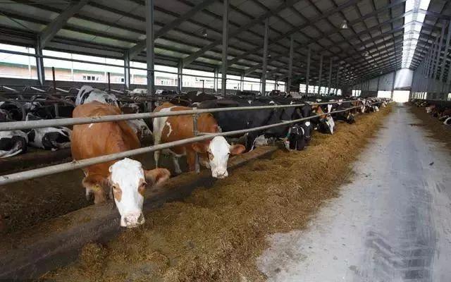 一年出栏100头肉牛，养殖成本详细数据分析