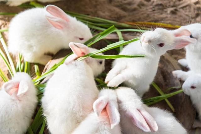 兔子养殖技术及方法