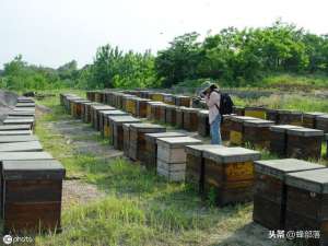 蜜蜂养殖市场前景(新手现在开始养蜂，有没有发展前景？由这3个事项综合判断)