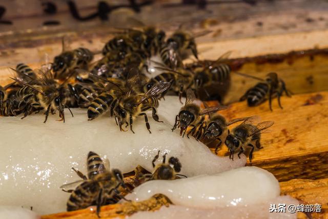 科学养蜂需要喂养白糖，如何喂养才算科学？现在知道，开春可用