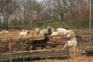 育肥羊大型养殖场(肉羊育肥，不同的圈舍，有什么优缺点？你用哪种羊圈育肥？)
